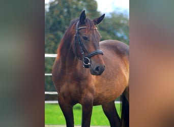 Karachai, Stute, 8 Jahre, 146 cm, Buckskin
