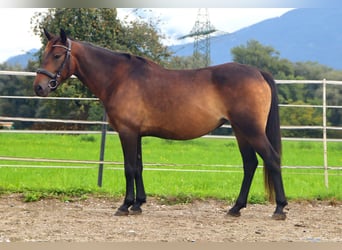 Karachai, Stute, 8 Jahre, 146 cm, Buckskin