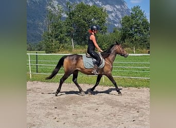 Karachai, Stute, 8 Jahre, 146 cm, Buckskin