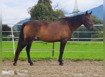 Karachai, Stute, 8 Jahre, 146 cm, Buckskin
