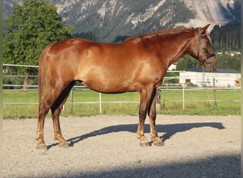 Karachai, Stute, 9 Jahre, 147 cm, Brauner