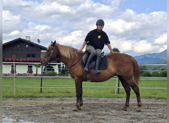 Karachai, Stute, 9 Jahre, 147 cm, Brauner