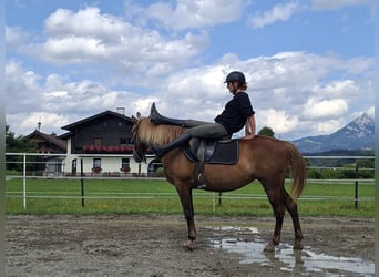 Karachai, Stute, 9 Jahre, 147 cm, Brauner