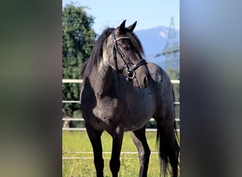 Karachai, Wałach, 7 lat, 145 cm, Karodereszowata