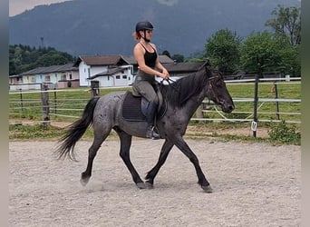 Karachai, Wałach, 7 lat, 145 cm, Karodereszowata
