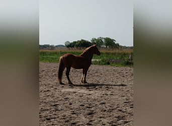 Karachai, Wałach, 7 lat, 145 cm, Kasztanowata