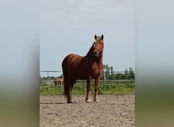 Karachai, Wałach, 7 lat, 145 cm, Kasztanowata