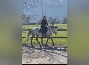 Karachai, Wałach, 9 lat, 147 cm, Siwa