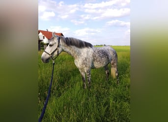 Karachai, Wałach, 9 lat, 147 cm, Siwa