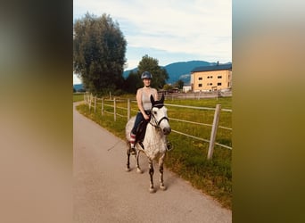 Karachai, Wałach, 9 lat, 147 cm, Siwa