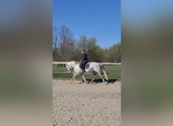 Karachai, Wałach, 9 lat, 147 cm, Siwa