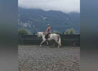 Karachai, Wałach, 9 lat, 147 cm, Siwa