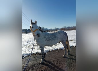 Karachai, Wałach, 9 lat, 147 cm, Siwa