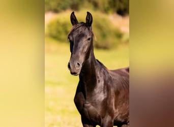Karachai, Wallach, 1 Jahr, Rappe