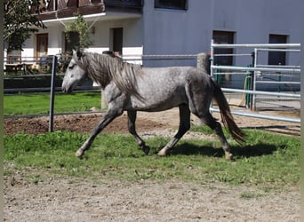 Karachai, Wallach, 4 Jahre, 145 cm, Schimmel