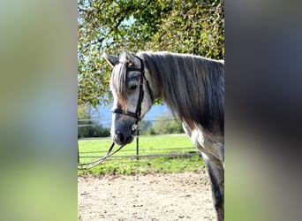 Karachai, Wallach, 4 Jahre, 145 cm, Schimmel