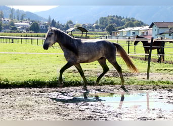 Karachai, Wallach, 4 Jahre, 145 cm, Schimmel