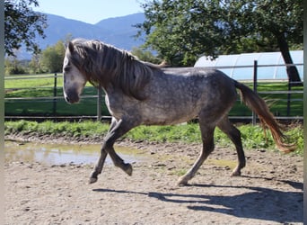Karachai, Wallach, 4 Jahre, 145 cm, Schimmel