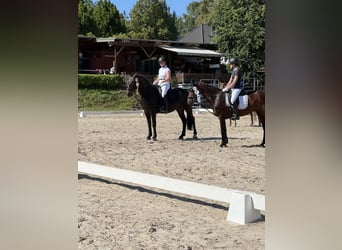 Karachai, Wallach, 4 Jahre, 162 cm, Rappe