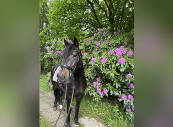 Karachai, Wallach, 4 Jahre, 163 cm, Rappe