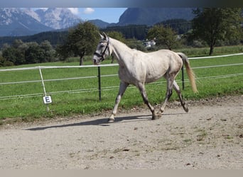 Karachai, Wallach, 6 Jahre, 154 cm, Schimmel