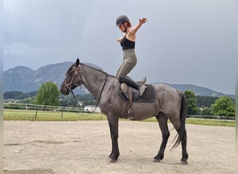 Karachai, Wallach, 7 Jahre, 145 cm, Roan-Blue