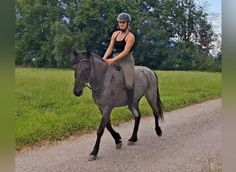 Karachai, Wallach, 7 Jahre, 145 cm, Roan-Blue