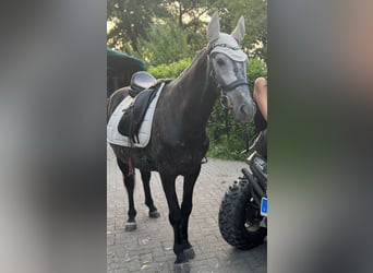 Karachai, Wallach, 7 Jahre, 150 cm, Apfelschimmel