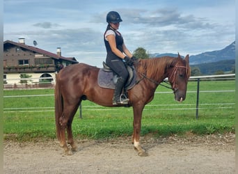 Karachai, Wallach, 7 Jahre, 150 cm, Fuchs