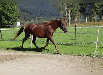 Karachai, Wallach, 7 Jahre, 150 cm, Fuchs
