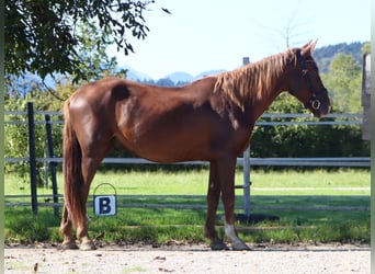 Karachai, Wallach, 7 Jahre, 150 cm, Fuchs