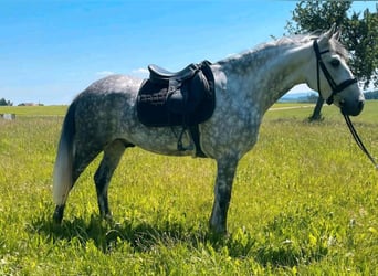 Karachai, Wallach, 9 Jahre, 147 cm, Schimmel
