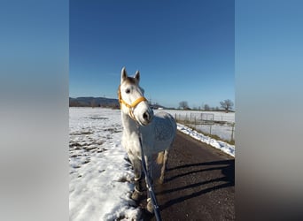 Karachai, Wallach, 9 Jahre, 147 cm, Schimmel