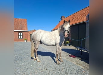 Karachay, Caballo castrado, 10 años, 150 cm, Porcelana
