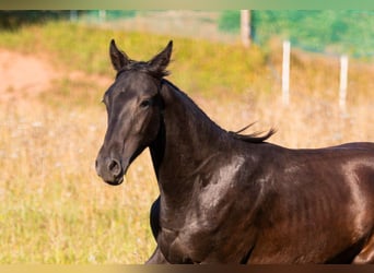 Karachay, Caballo castrado, 1 año, Negro