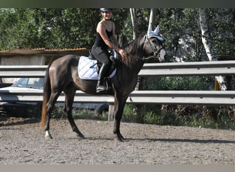 Karachay Mestizo, Caballo castrado, 4 años, 147 cm, Porcelana