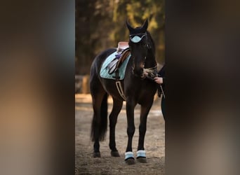 Karachay Mestizo, Caballo castrado, 8 años, 156 cm, Alazán-tostado