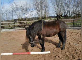 Karachay, Castrone, 3 Anni, 142 cm, Grullo