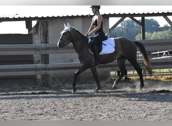 Karachay Mix, Castrone, 4 Anni, 147 cm, Leardo