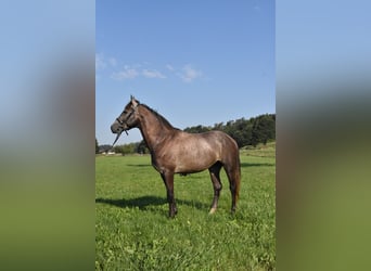 Karachay Mix, Castrone, 4 Anni, 147 cm, Leardo