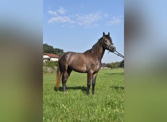Karachay Mix, Castrone, 4 Anni, 147 cm, Leardo
