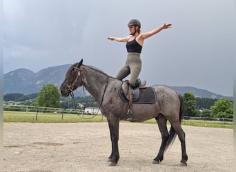 Karachay, Castrone, 7 Anni, 145 cm, Roano blu