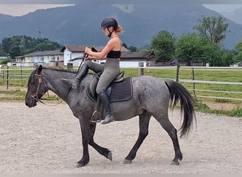 Karachay, Castrone, 7 Anni, 145 cm, Roano blu