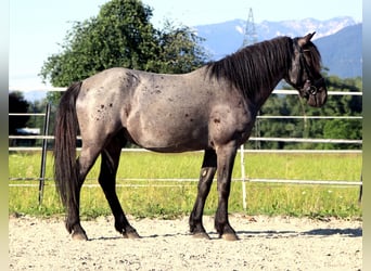Karachay, Castrone, 7 Anni, 145 cm, Roano blu