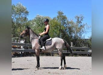 Karachay Mix, Giumenta, 3 Anni, 152 cm, Roano rosso