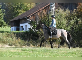 Karachay Mix, Giumenta, 3 Anni, 152 cm, Roano rosso