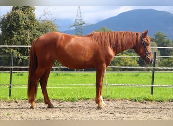 Karachay, Giumenta, 3 Anni, 153 cm, Sauro