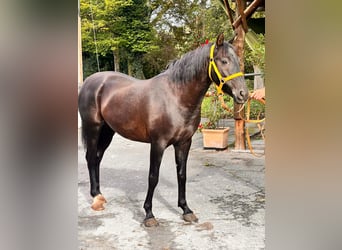 Karachay, Giumenta, 5 Anni, 145 cm, Morello