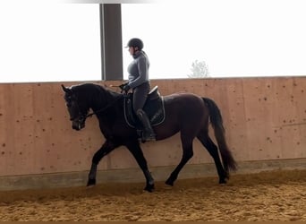 Karachay, Giumenta, 5 Anni, 150 cm, Può diventare grigio