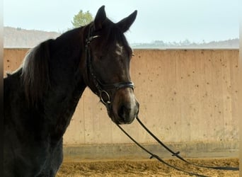 Karachay, Giumenta, 5 Anni, 150 cm, Può diventare grigio